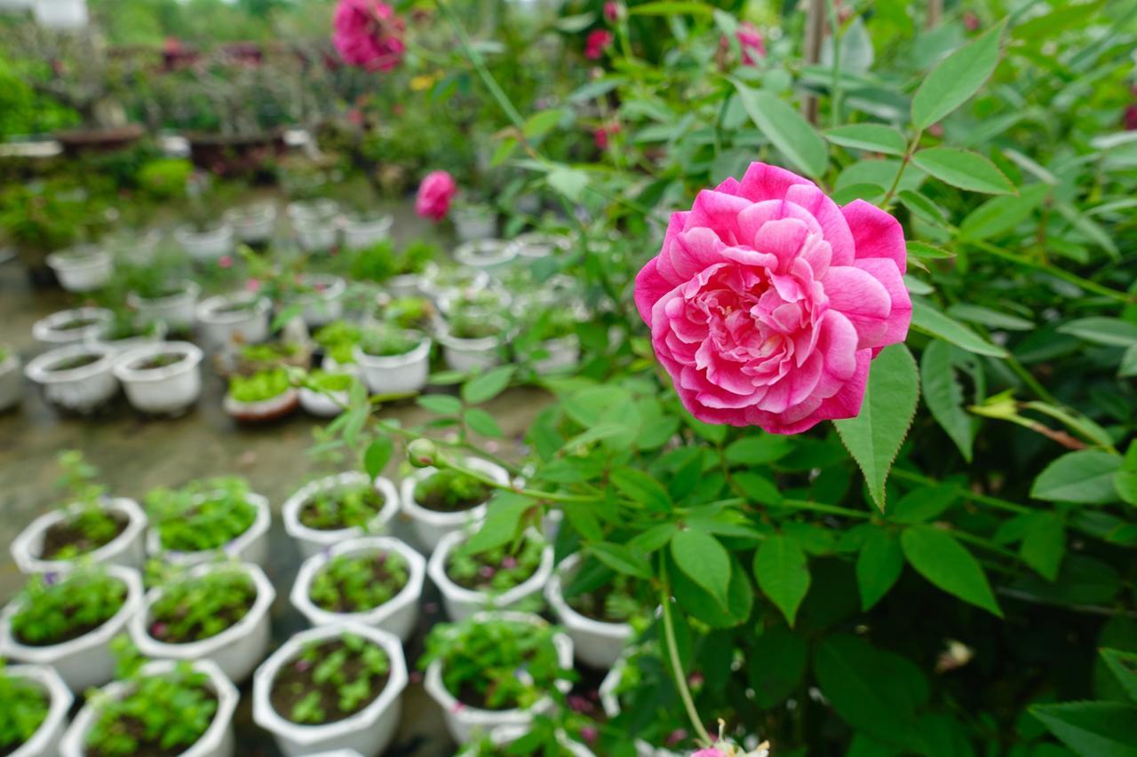 Leaf Homestay Hoi An Dış mekan fotoğraf